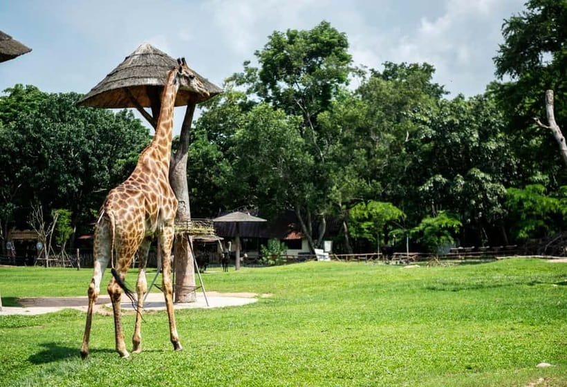 Bangkok/Pattaya: Khao Kheow Zoo Private Tour with Pickup - Key Highlights to Know Before You Go