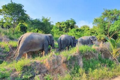 Ethical Elephant Sanctuary Tour from Bangkok & Pattaya - Getting from Pattaya: transfer time and on-the-day pacing