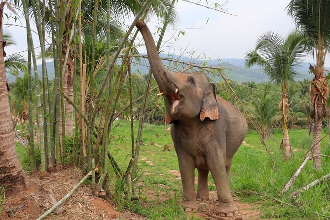 Ethical Elephant Sanctuary Tour from Bangkok & Pattaya - Price and value: is $71.49 a good deal?
