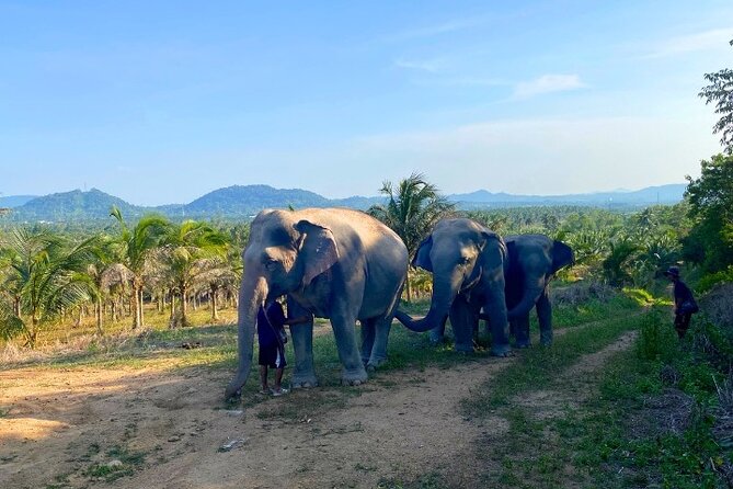 Ethical Elephant Sanctuary Tour from Bangkok & Pattaya - Practical tips so your day feels smooth
