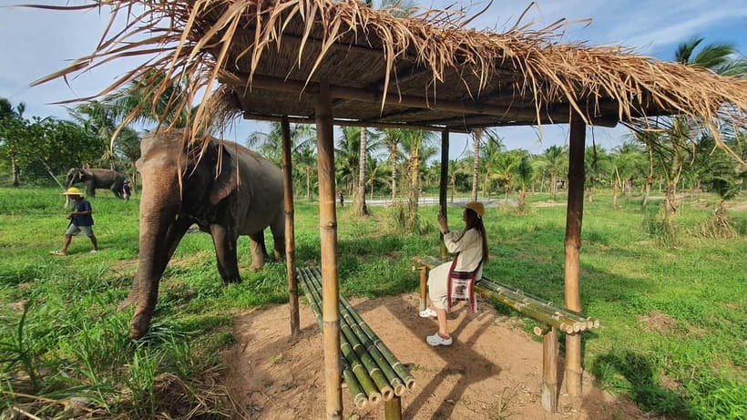 From Pattaya: Living Green Elephant Sanctuary Day Trip - Key highlights you will actually care about