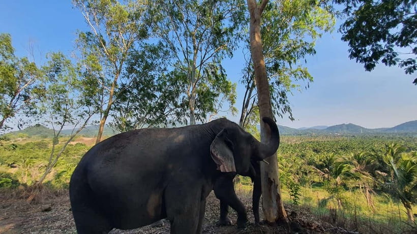 From Pattaya: Living Green Elephant Sanctuary Day Trip - Why Living Green is a better elephant encounter near Pattaya