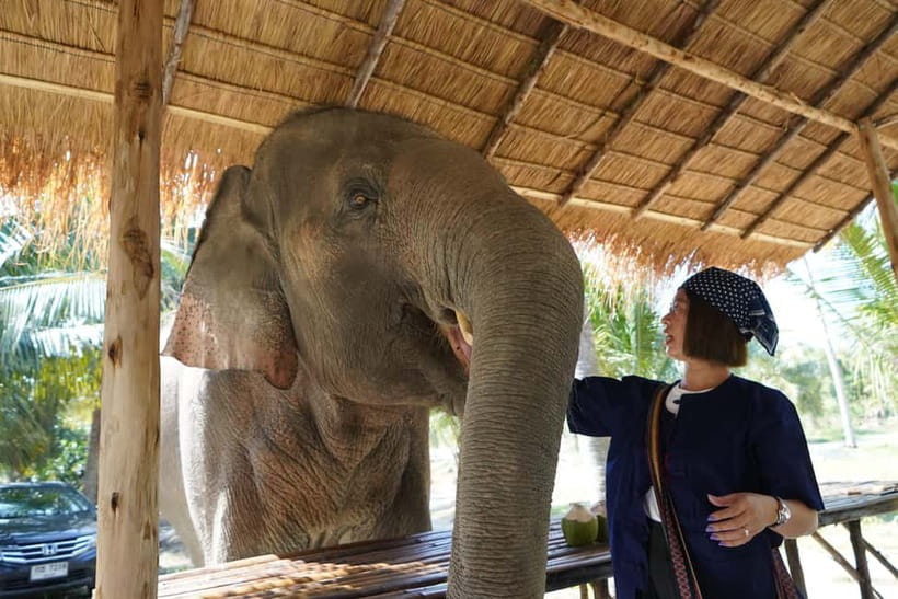 From Pattaya: Living Green Elephant Sanctuary Day Trip - Mo Hom start: what happens before the elephants