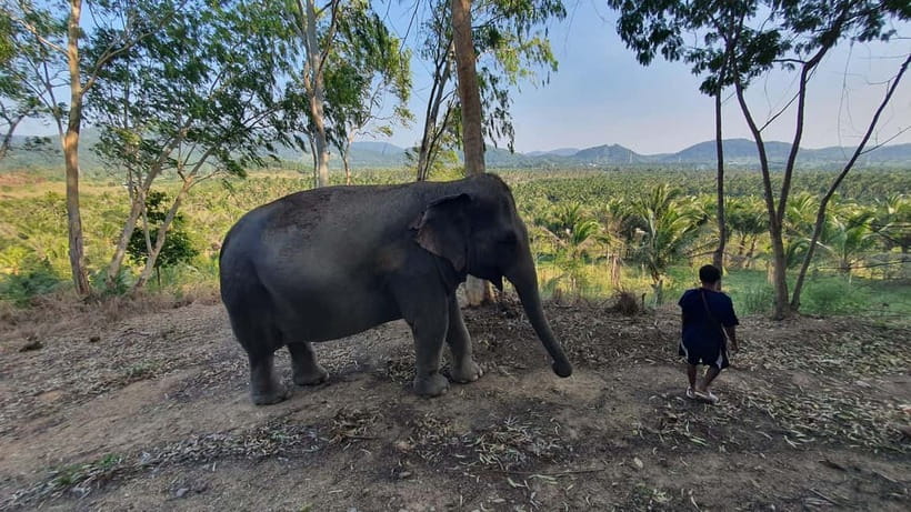 From Pattaya: Living Green Elephant Sanctuary Day Trip - Lunch with views: what you get and why it matters