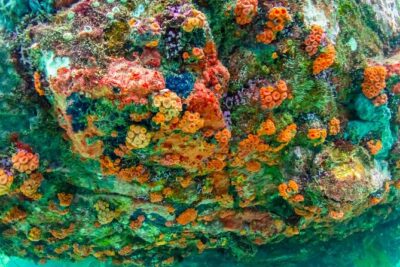 Nemo Island Experience with Drone Photos and Lunch - The Khao Chi Chan Photo Stop: A Quick Culture Break Between Sea Times