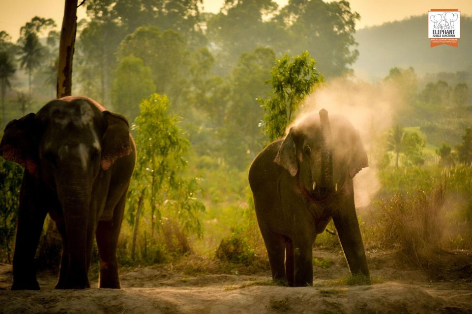 Pattaya: Elephant Jungle Sanctuary Feeding Experience - The Sanctuary Environment: Close Contact That Still Feels Controlled