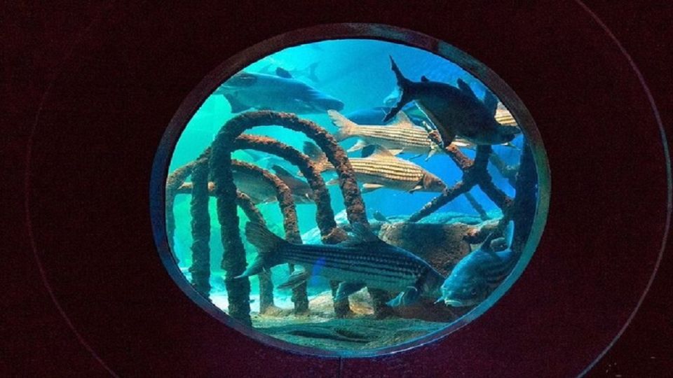 Pattaya: Underwater World Pattaya Aquarium Admission Ticket - FAQ