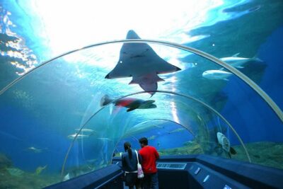 Pattaya Underwater World Tickets with Optional Hotel Pickup - Getting there: optional hotel pickup and a calmer start